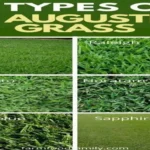 When to Plant St Augustine Grass in Texas: Best Timing and Tips