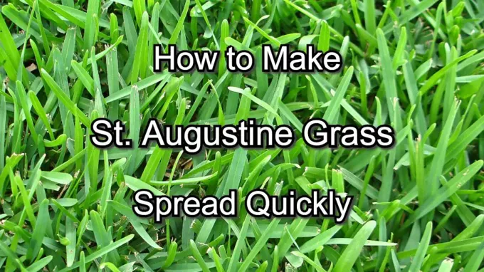 when to plant st augustine grass seed