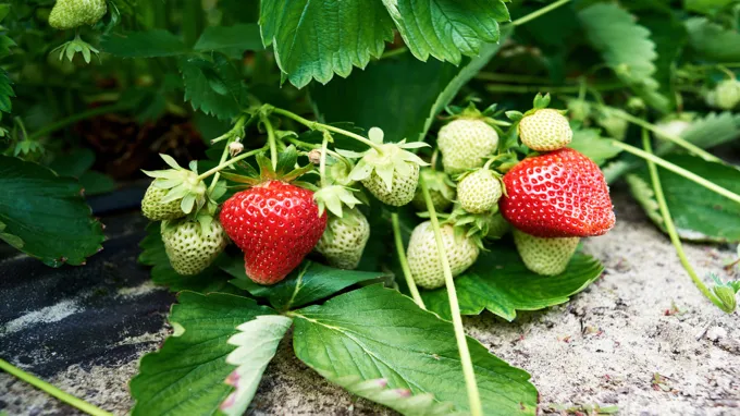 when to plant strawberries in ga