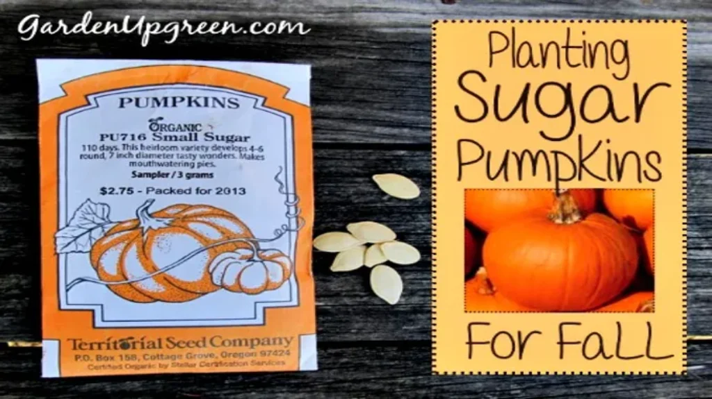 When to Plant Sugar Pumpkins for a Bountiful Harvest