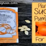 When to Plant Sugar Pumpkins for a Bountiful Harvest