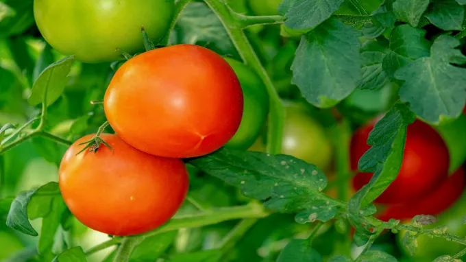 when to plant tomatoes in missouri