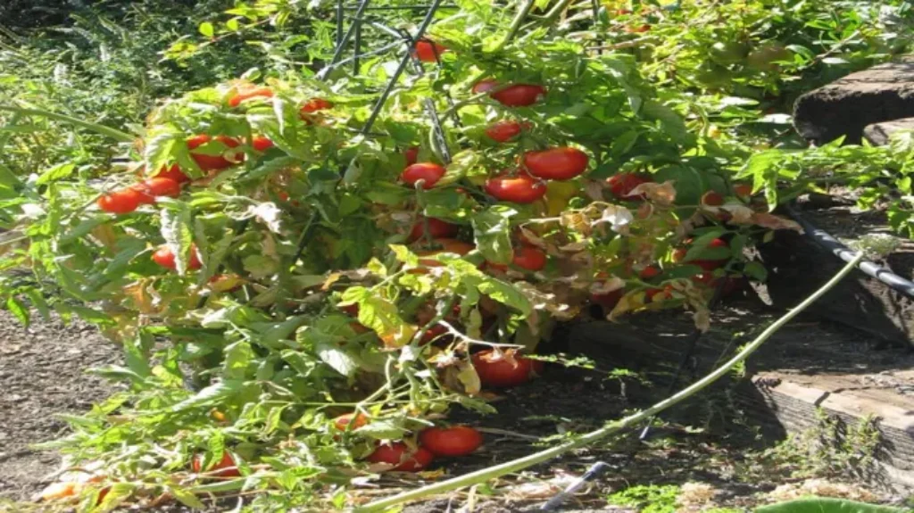 When to Plant Tomatoes in Missouri: Best Timing and Tips for Gardeners