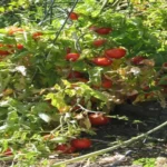 When to Plant Tomatoes in Missouri: Best Timing and Tips for Gardeners