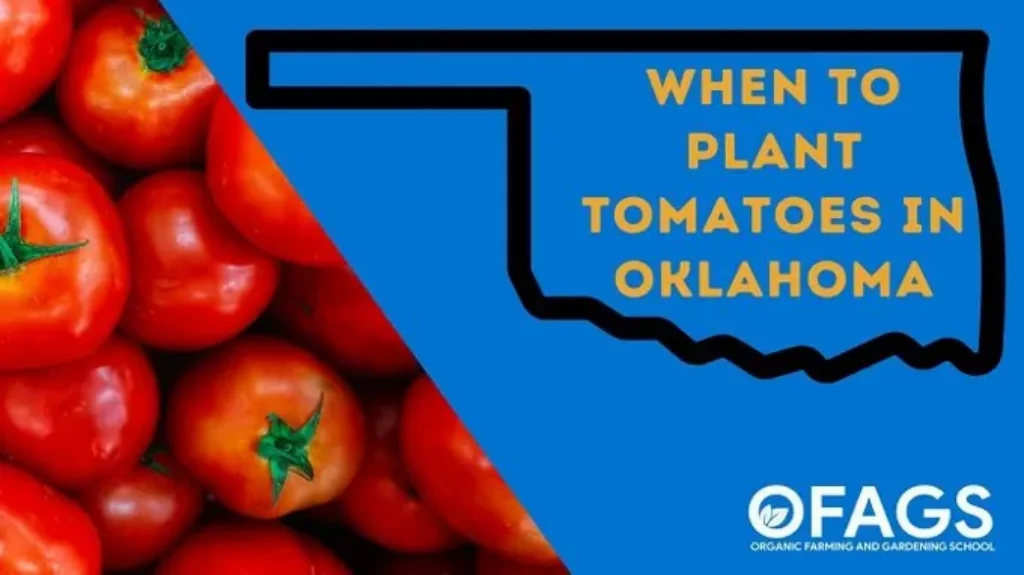 When to Plant Tomatoes in Oklahoma for a Successful Harvest