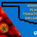 When to Plant Tomatoes in Oklahoma for a Successful Harvest