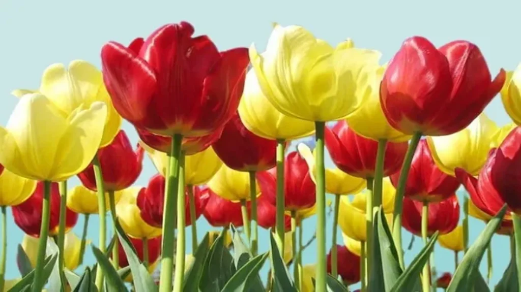 When to Plant Tulip Bulbs in California: Best Time and Tips