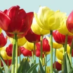 When to Plant Tulip Bulbs in California: Best Time and Tips