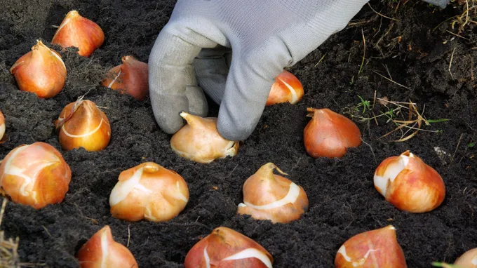 when to plant tulip bulbs wisconsin