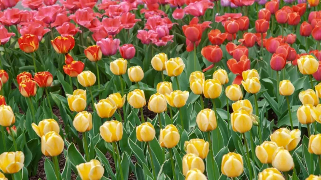 When to Plant Tulips in Louisiana: Best Timing and Tips for a Beautiful Blooming Garden