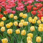 When to Plant Tulips in Louisiana: Best Timing and Tips for a Beautiful Blooming Garden