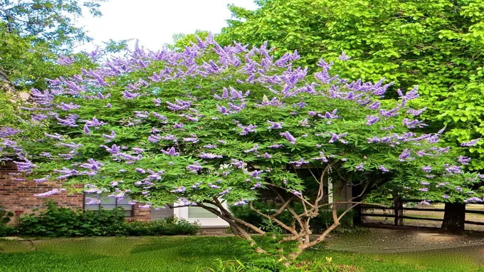 when to plant vitex in texas