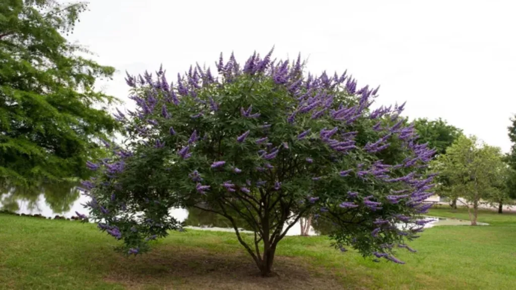 When to Plant Vitex in Texas: Best Timing and Tips for Success