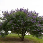 When to Plant Vitex in Texas: Best Timing and Tips for Success