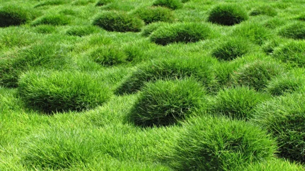 When to Plant Zoysia Grass in Texas: Best Timing and Tips