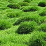 When to Plant Zoysia Grass in Texas: Best Timing and Tips