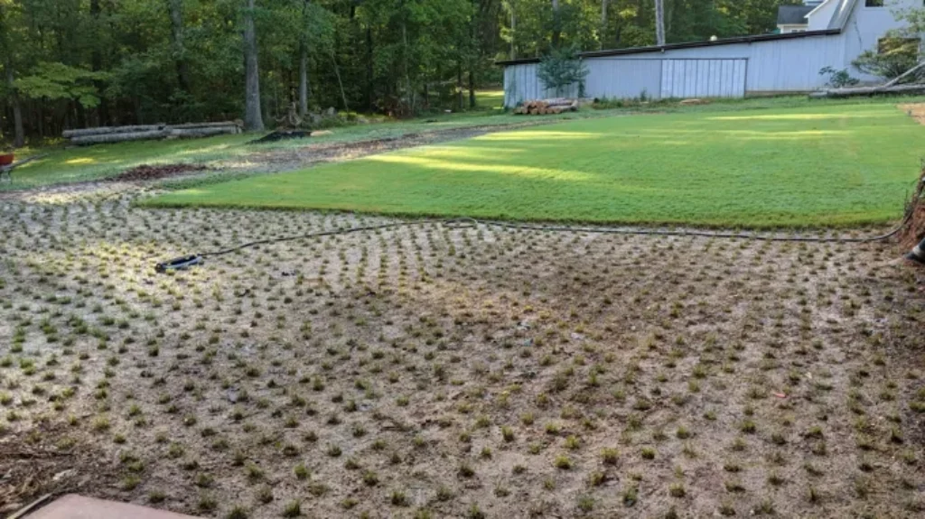 When to Plant Zoysia Grass Plugs for a Lush and Healthy Lawn