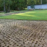 When to Plant Zoysia Grass Plugs for a Lush and Healthy Lawn