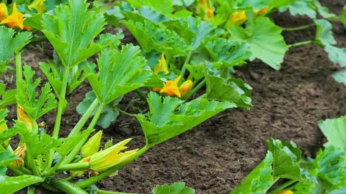 when to plant zucchini in tennessee