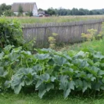 When to Plant Zucchini in Tennessee for a Bountiful Harvest