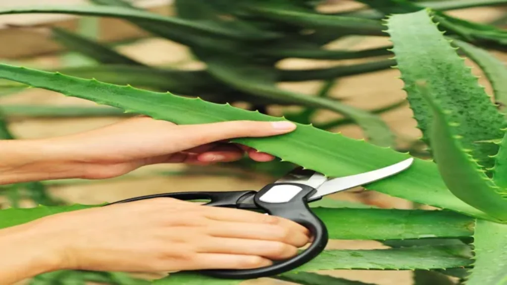 When to Prune Aloe Vera for Optimal Growth and Health