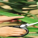 When to Prune Aloe Vera for Optimal Growth and Health