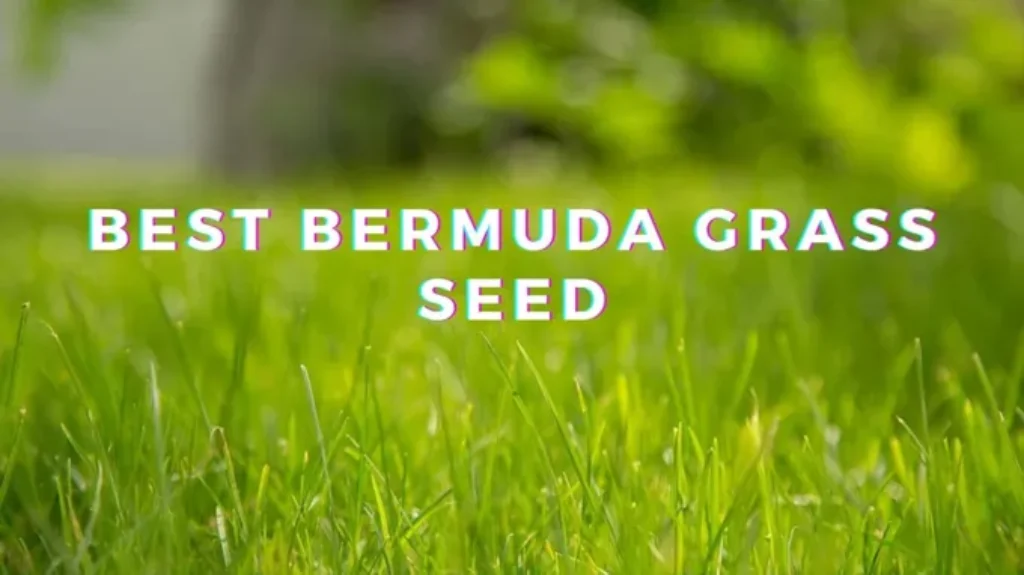 When to Put Down Bermuda Grass Seed for a Lush Lawn