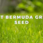 When to Put Down Bermuda Grass Seed for a Lush Lawn