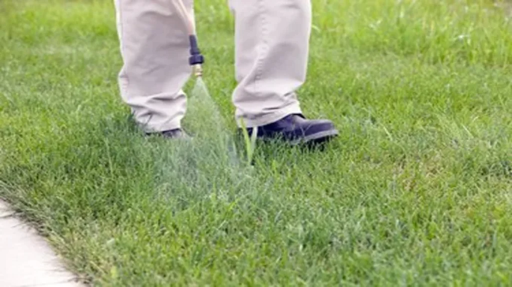 When to Put Down Scotts Crabgrass Preventer: Best Timing Tips for Effective Results