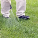 When to Put Down Scotts Crabgrass Preventer: Best Timing Tips for Effective Results