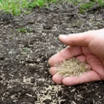 When to Put Grass Seed Down in Michigan: Best Time and Tips