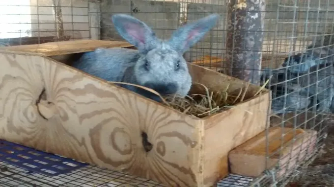 when to put nesting box in rabbit cage