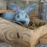 When to Put Nesting Box in Rabbit Cage for Optimal Breeding Success