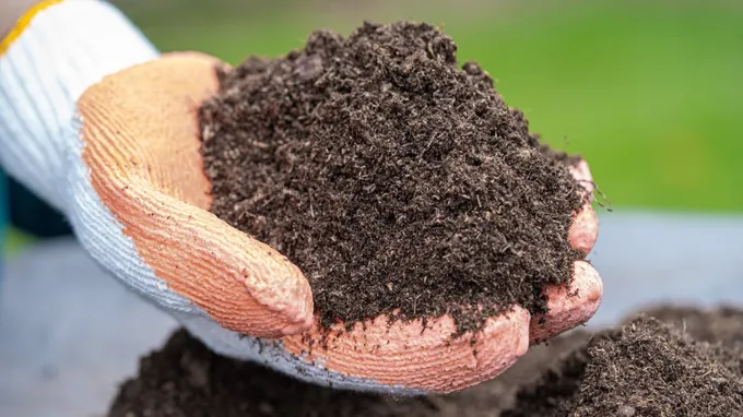 when to put peat moss on lawn