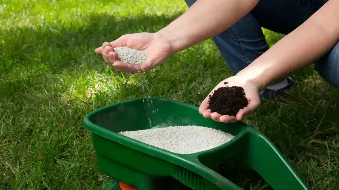 when to put weed and feed on my lawn