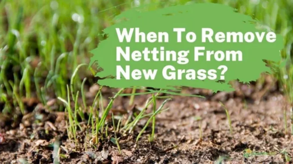 When to Remove Netting from New Grass: Best Practices and Timing