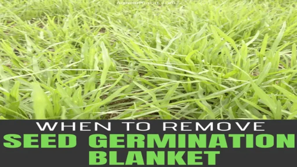 When to Remove Seed Germination Blanket for Optimal Plant Growth