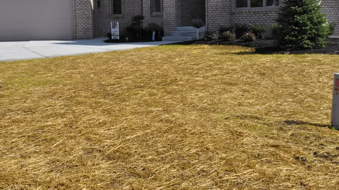 when to remove straw from new grass