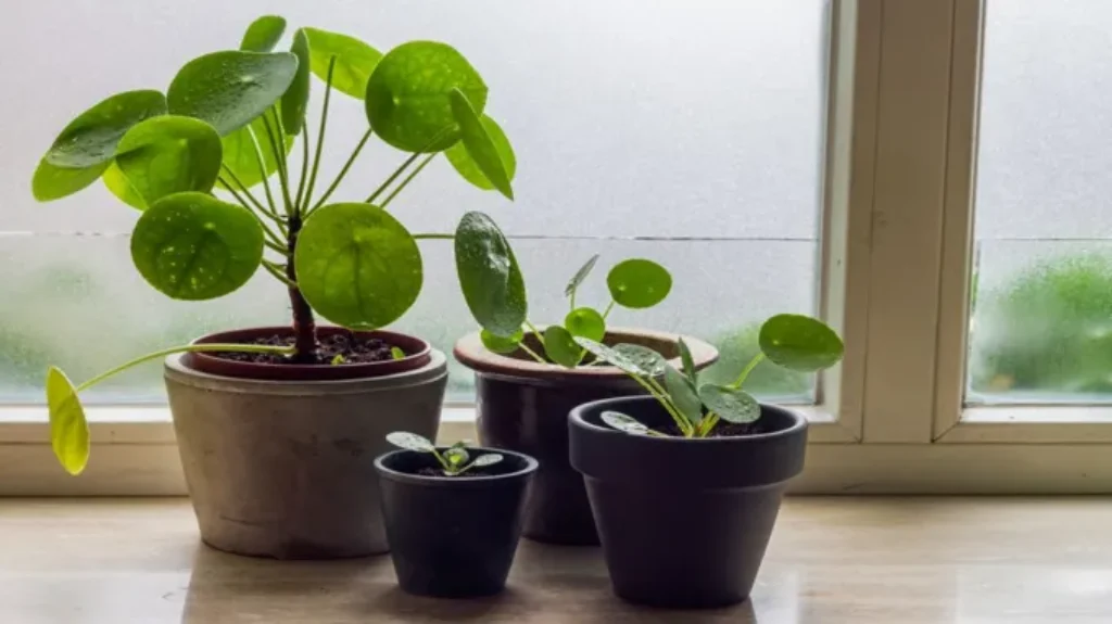 When to Repot a Money Tree: A Guide to Proper Repotting Techniques