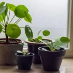 When to Repot a Money Tree: A Guide to Proper Repotting Techniques