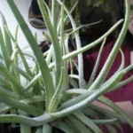 When to Repot Aloe Plant: A Complete Guide for Healthy Growth