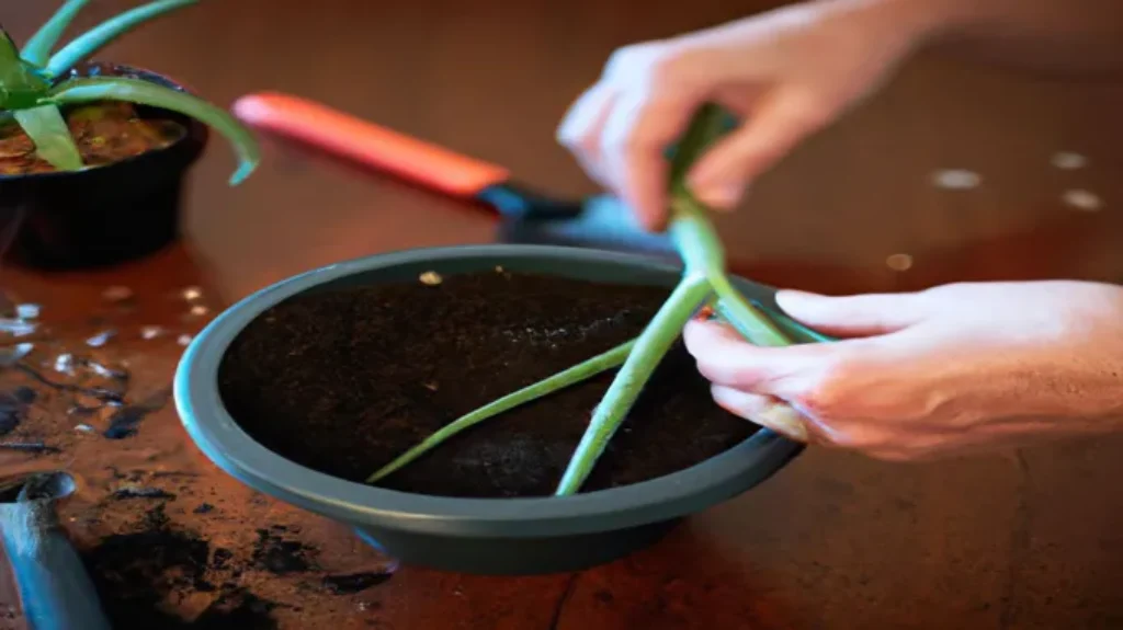 When to Repot Aloe Vera: A Guide to Timing and Techniques