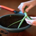 When to Repot Aloe Vera: A Guide to Timing and Techniques