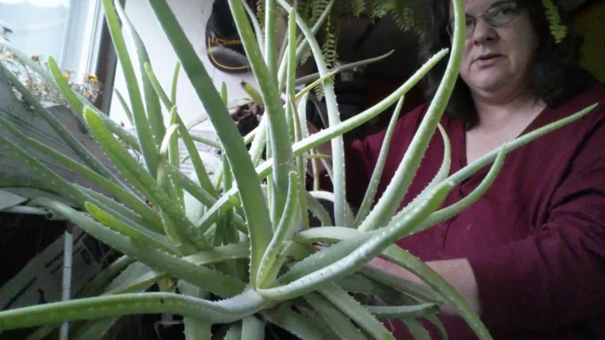 when to repot an aloe plant