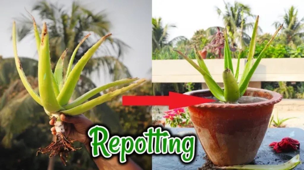 When to Repot an Aloe Plant: A Comprehensive Guide for Healthy Growth