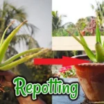 When to Repot an Aloe Plant: A Comprehensive Guide for Healthy Growth