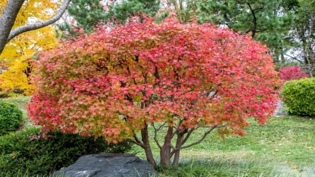 When to Repot Japanese Maple for Optimal Growth and Health