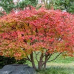 When to Repot Japanese Maple for Optimal Growth and Health