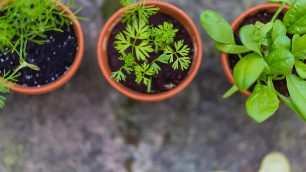 When to Repot Outdoor Plants: A Helpful Guide for Gardeners