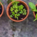 When to Repot Outdoor Plants: A Helpful Guide for Gardeners